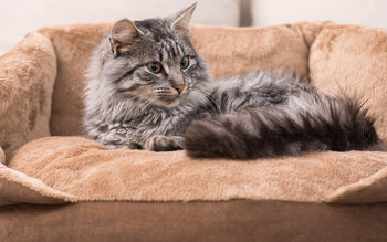 Answers your Questions cat